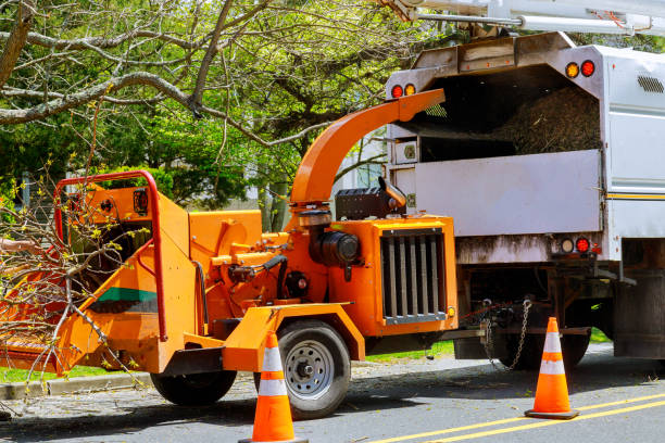 Best Tree Cabling and Bracing  in Elephant Butte, NM