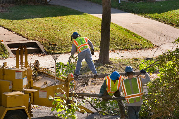 Best Lawn Drainage Solutions  in Elephant Butte, NM