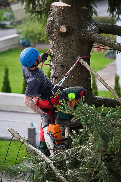 How Our Tree Care Process Works  in  Elephant Butte, NM