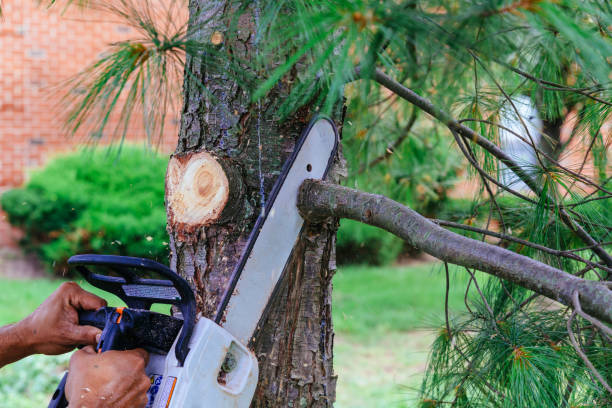 Best Arborist Consultation Services  in Elephant Butte, NM